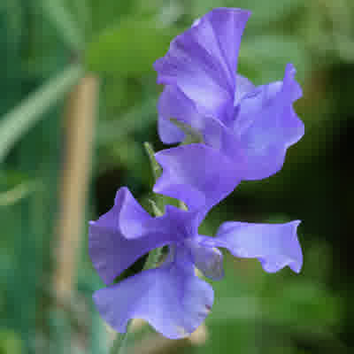 A close-up of Sweet Pea Big Blue flowers.