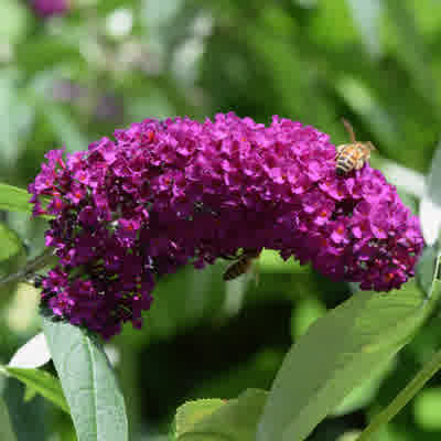 Buddleja Davidii Black Knight