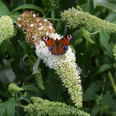 Buddleja Davidii White Profusion