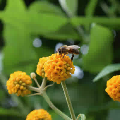 Honey bee on a buddleja globosa