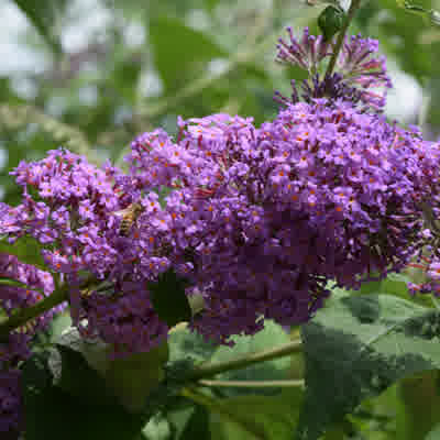 Lilac coloured Buddleja lochinch