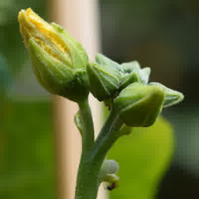 A cluster of male luffa flowers on the plant.