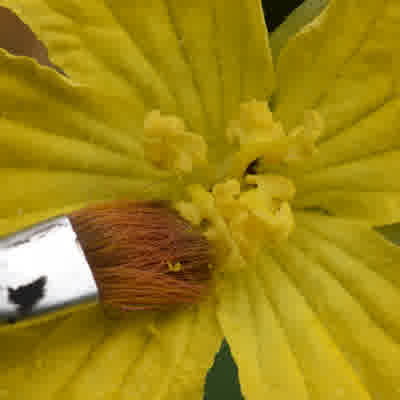 A close-up of a male luffa flower with a paintbrush collecting pollen.