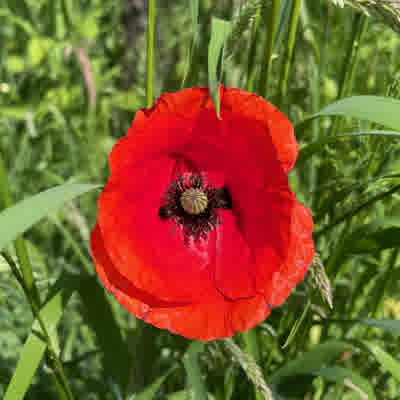 Common red poppy