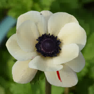 A cream-coloured Anemone coronaria in bloom.