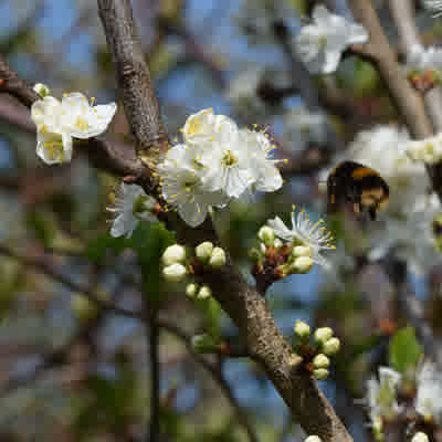 A bumble bee flying towards a damson tree in flower.