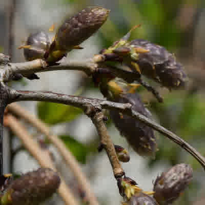 Purple emerging wisteria buds.