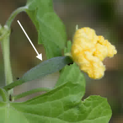 An image of a female luffa flower with an arrow pointing to the immature fruit located behind the petals.