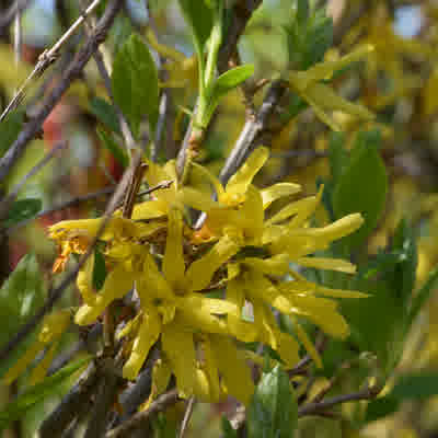 Yellow flowers of the forsythia hedge with new green foliage growth.