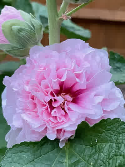 Pink double flowered hollyhock
