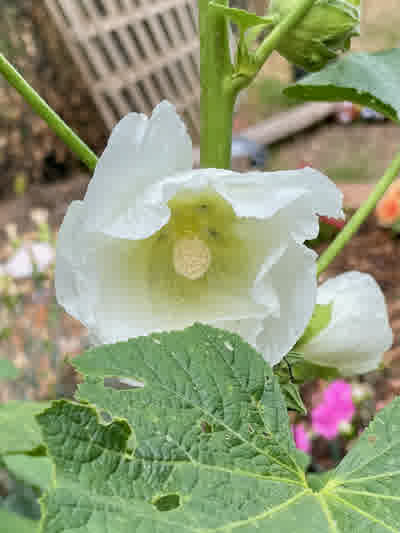White single flowered hollyhock