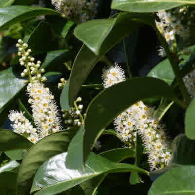 A Laurel hedge in flower with distinctive glossy green leaves.
