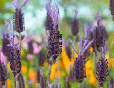 French Lavender