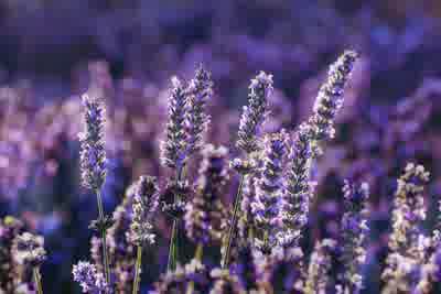 English Lavender