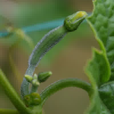 A close-up of an unopened female luffa flower with smaller male flowers below.