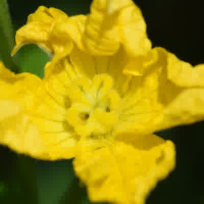 A close-up of a female luffa flower in full bloom