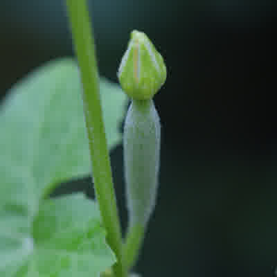 A close-up of an unopened female luffa flower.