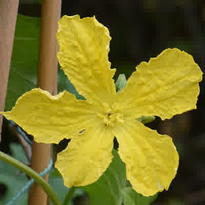 A male luffa flower in full bloom.