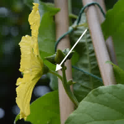 An image of a male luffa flower with an arrow pointing to the narrow stem connecting the flower to the vine.