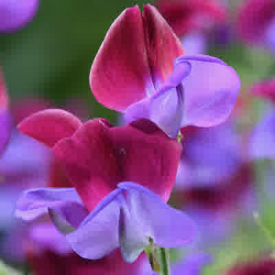 A close-up of Sweet Pea Matucana flowers.