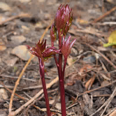 The familiar red growth of new peony shoots.