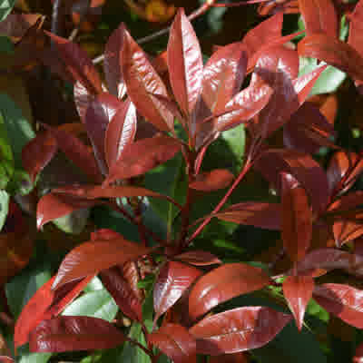 Vibrant red hues of the red robin bush in early spring.