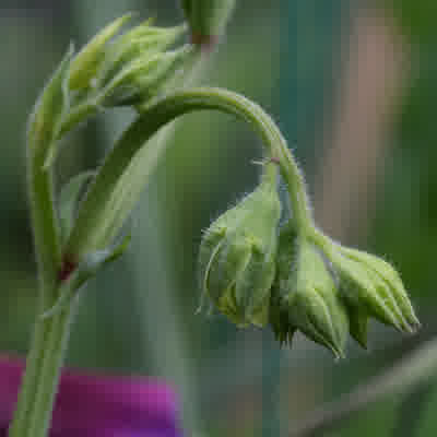 Sweet pea flower buds developing on the plant.