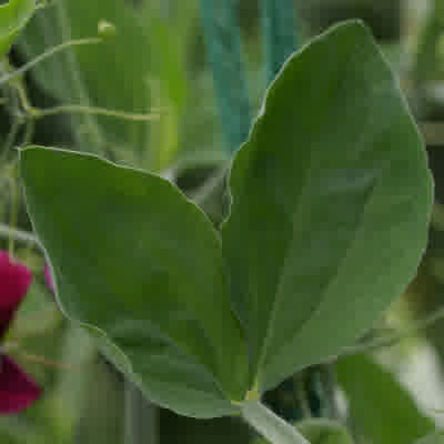 Sweet pea leaves