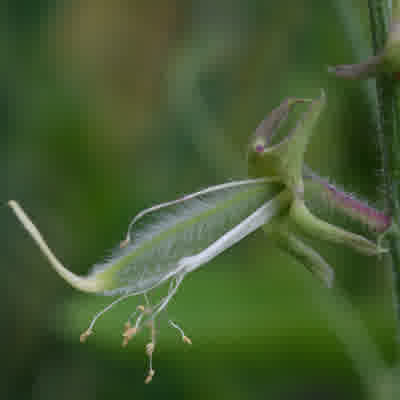 Sweet pea seed pod developing