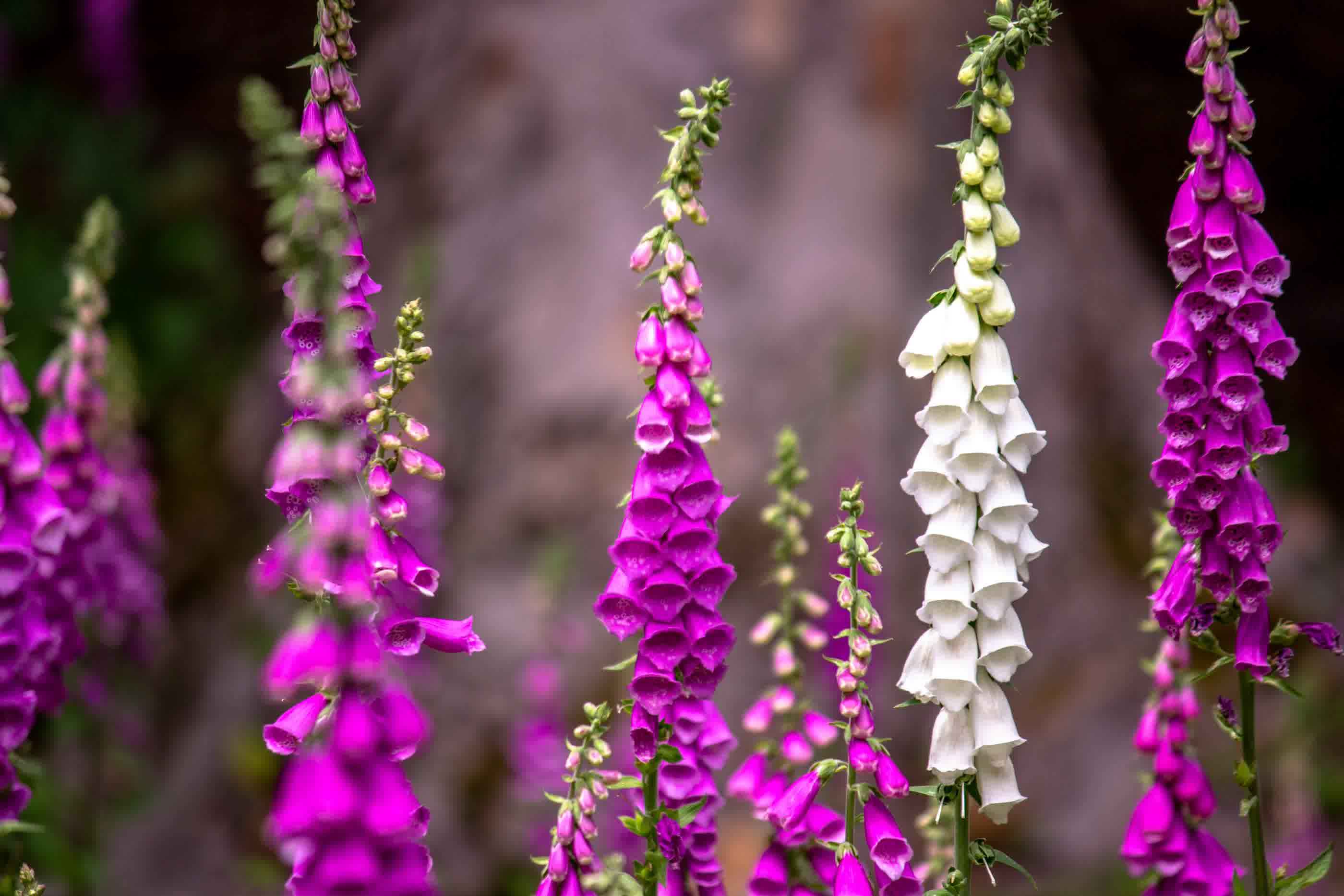 White and pink foxgloves