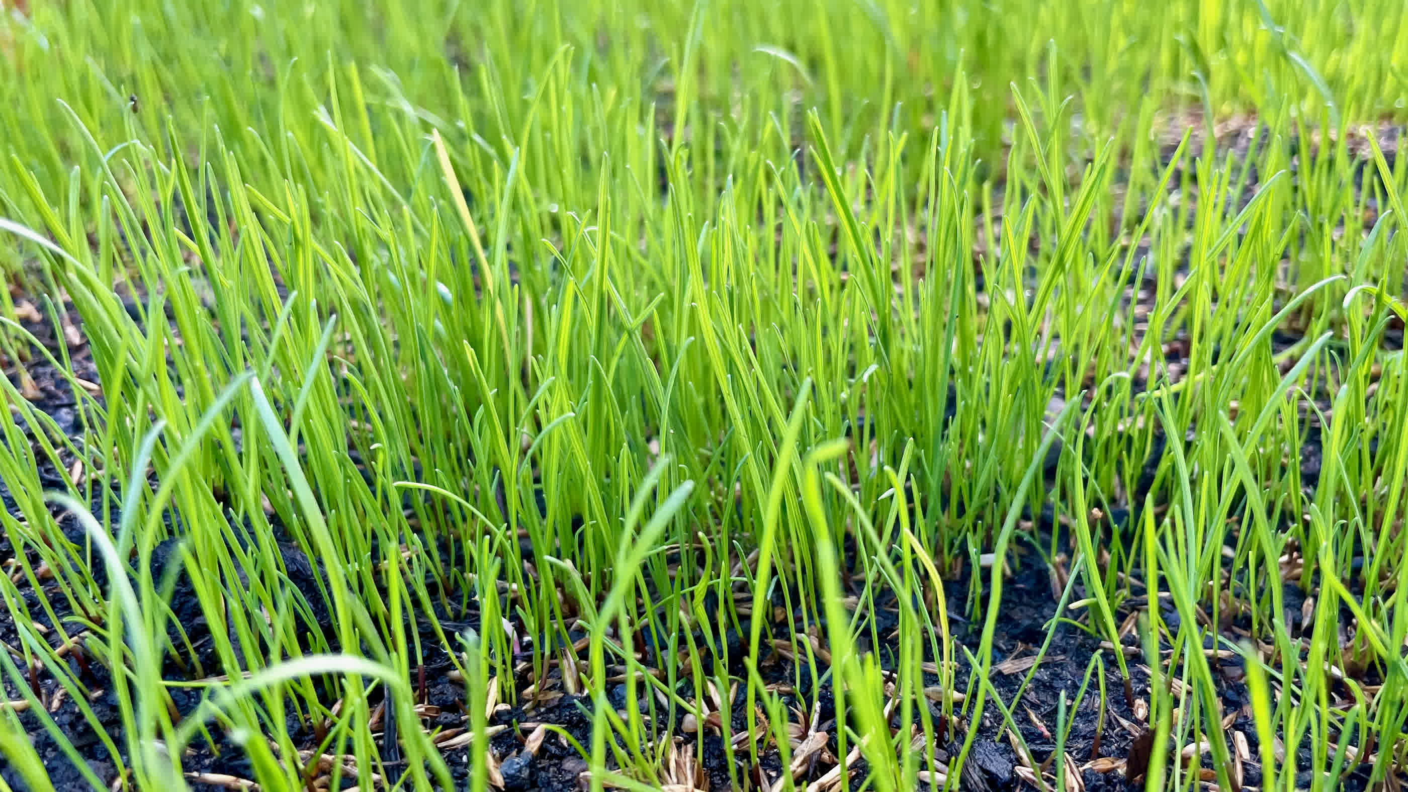 Newly germinated grass