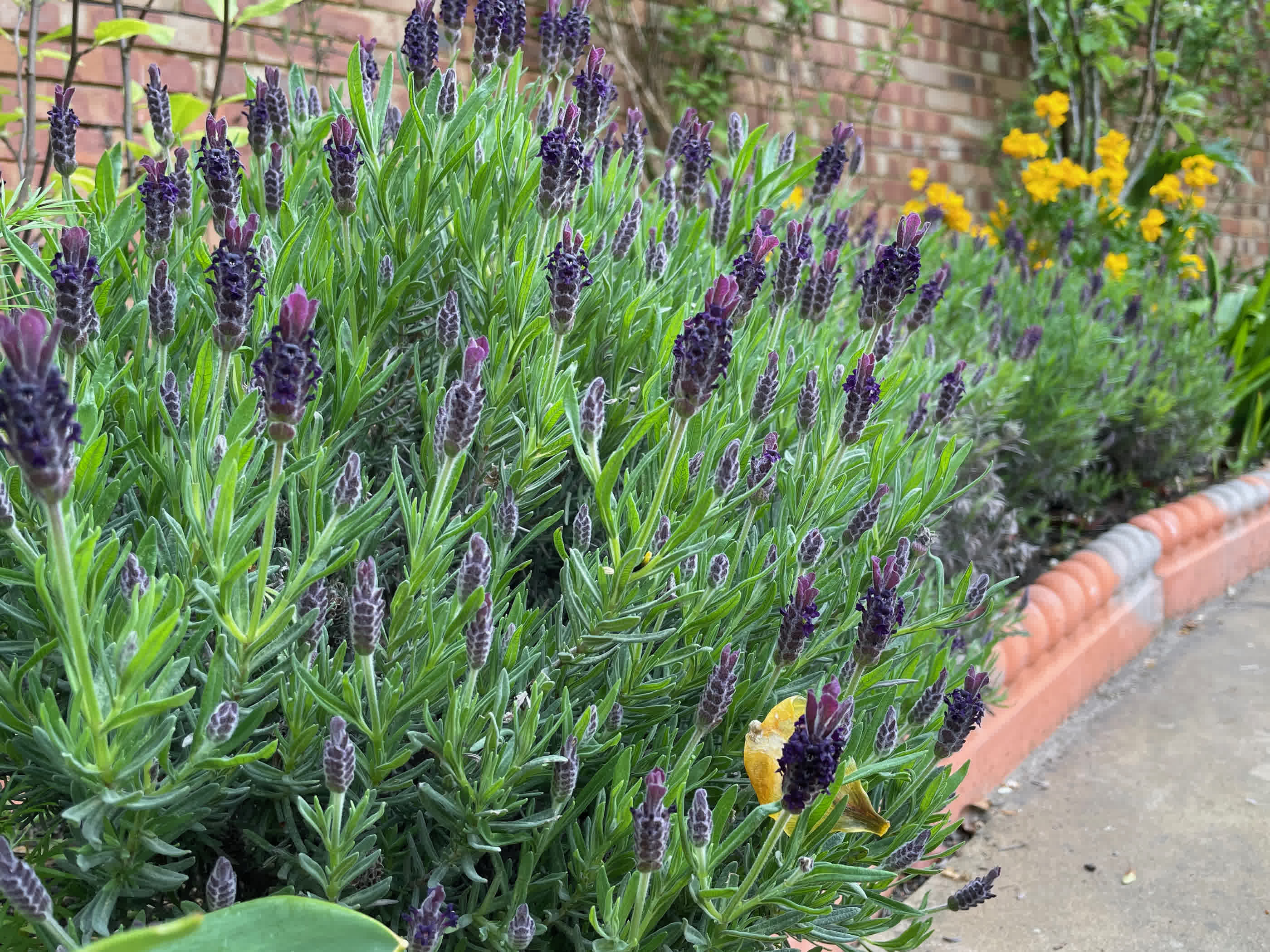 French lavender in border