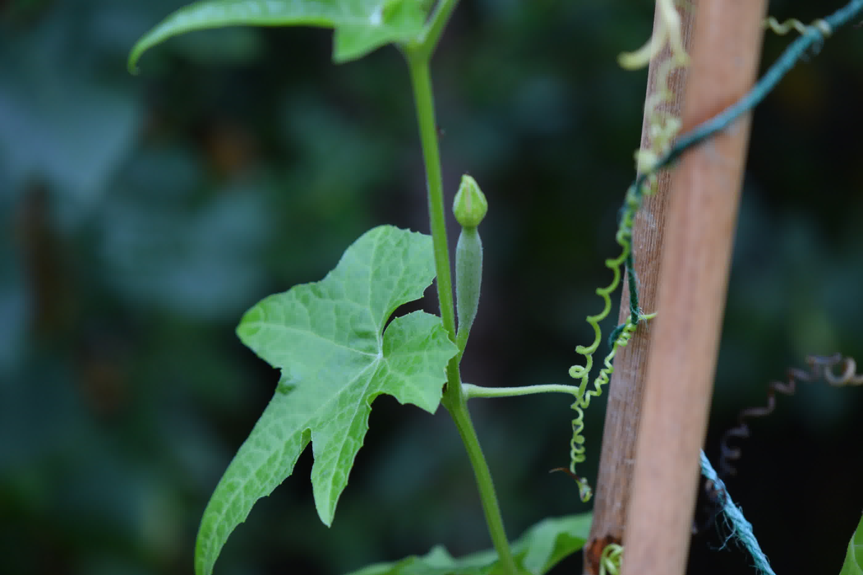 A picture of a luffa plant showing a leave, tendrils and an emerging female flower bud.