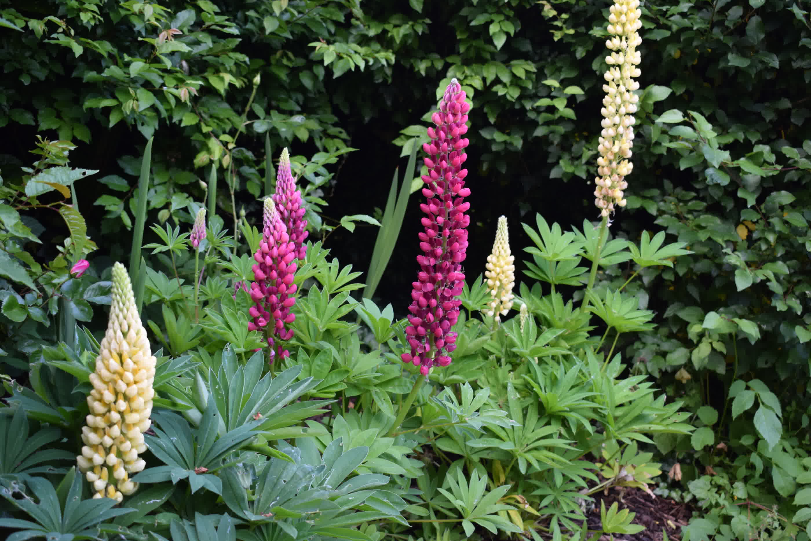 How to grow and care for lupins | TheHappierGarden