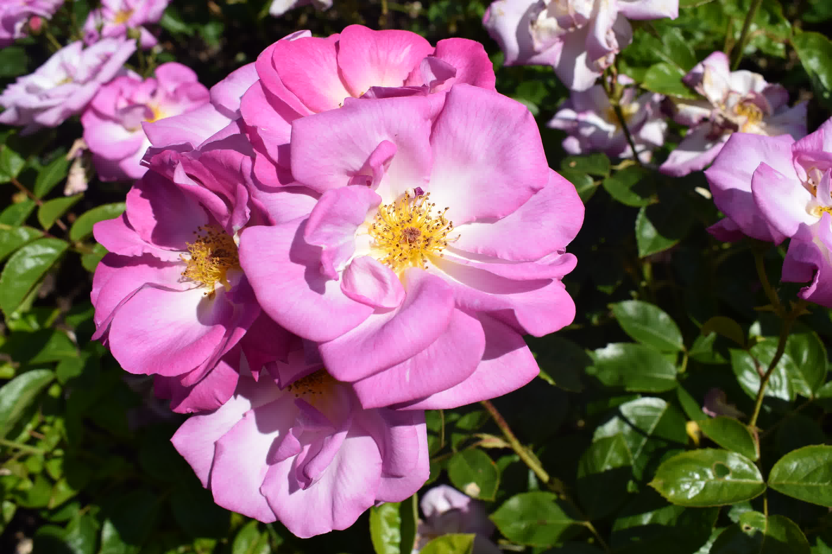 Pink french rose