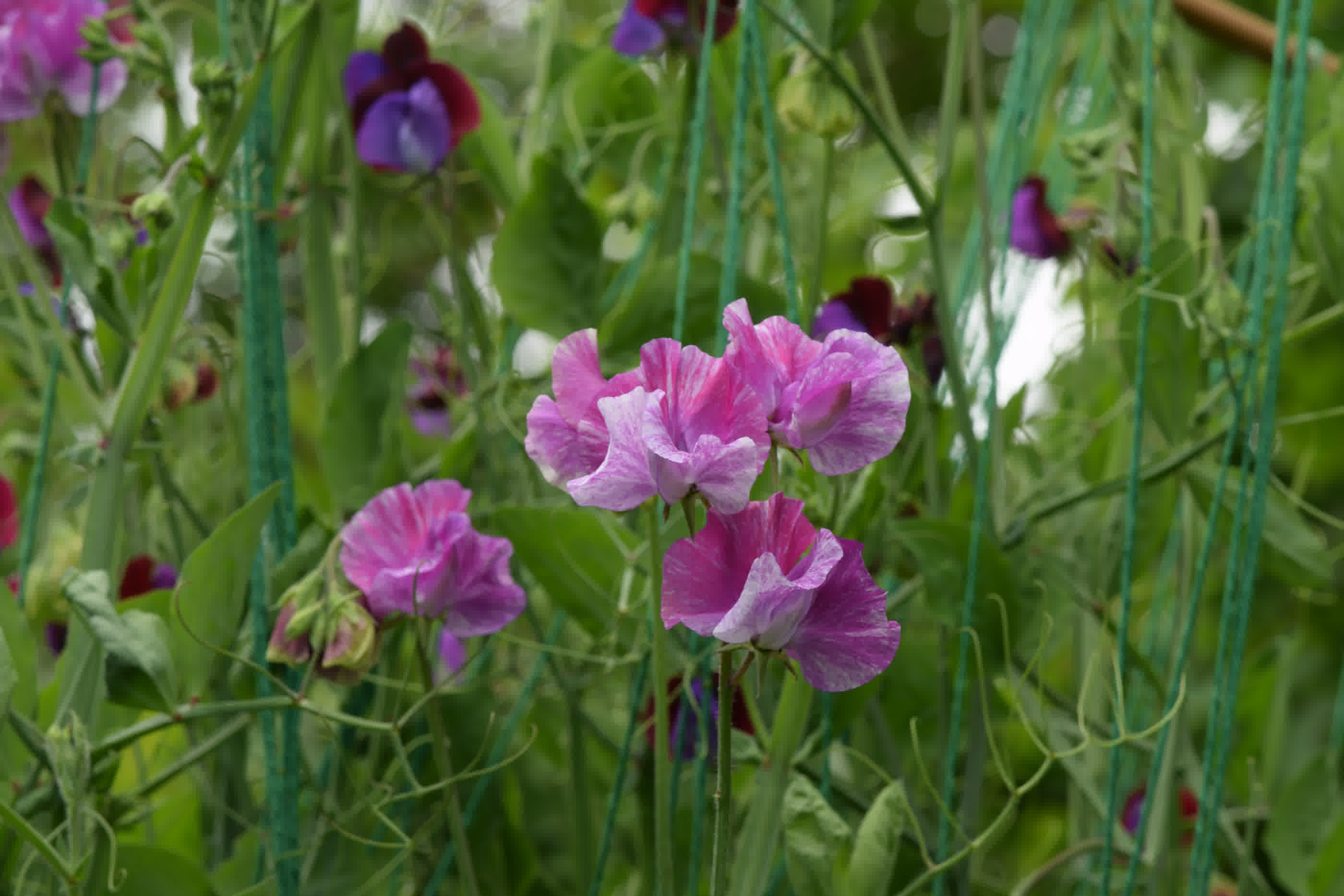 Pink frilly sweet pea flowers with white streaks.