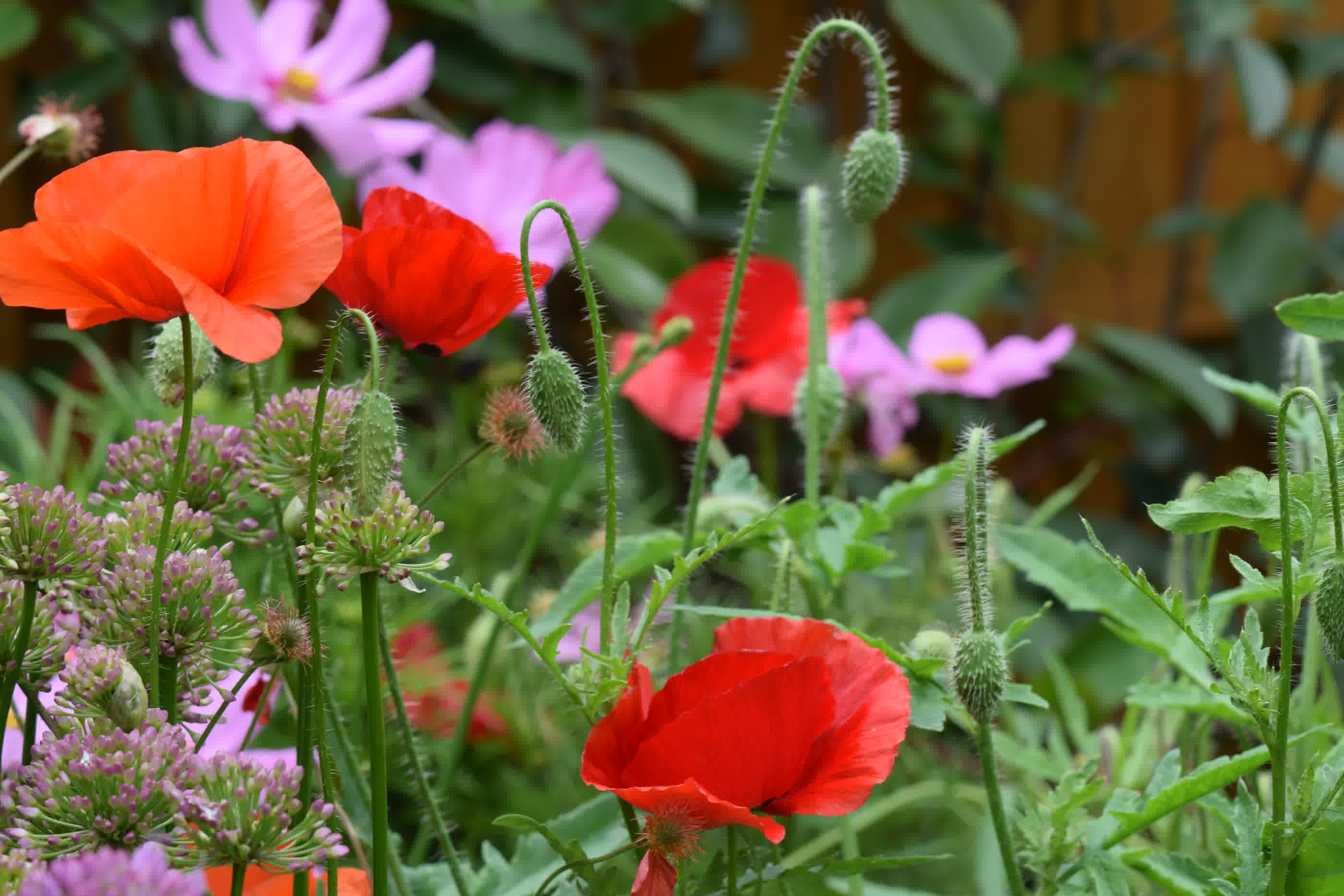 Red poppies and poppy buds