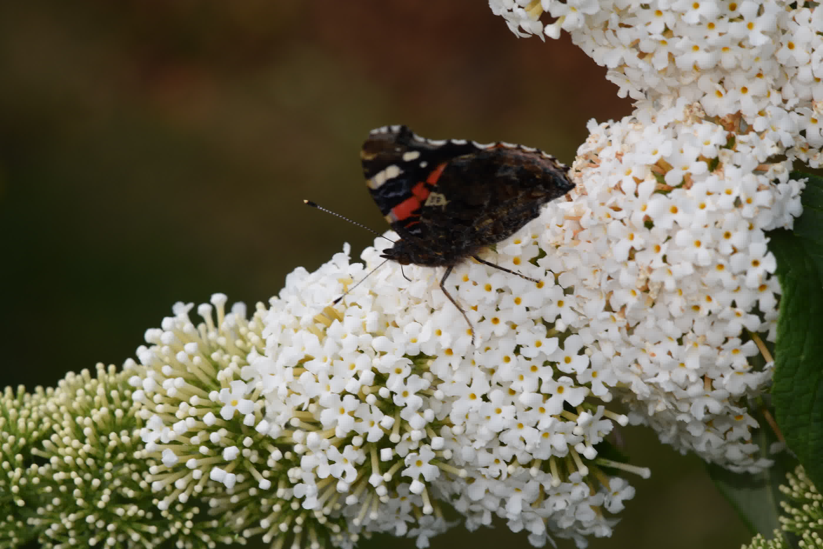 Buddleja Davidii White Profusion with red admiral butterly