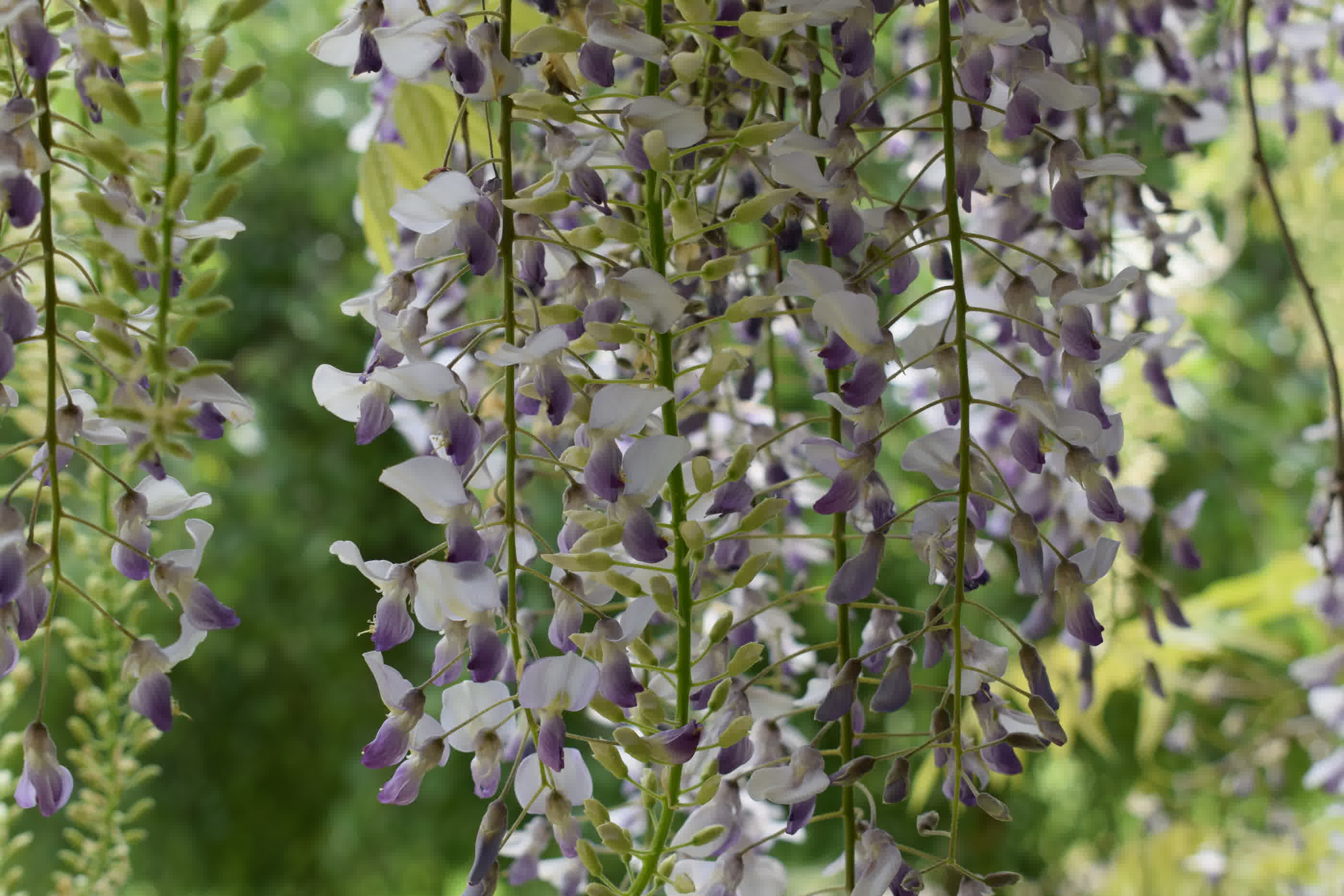 Flowering wisteria racemes