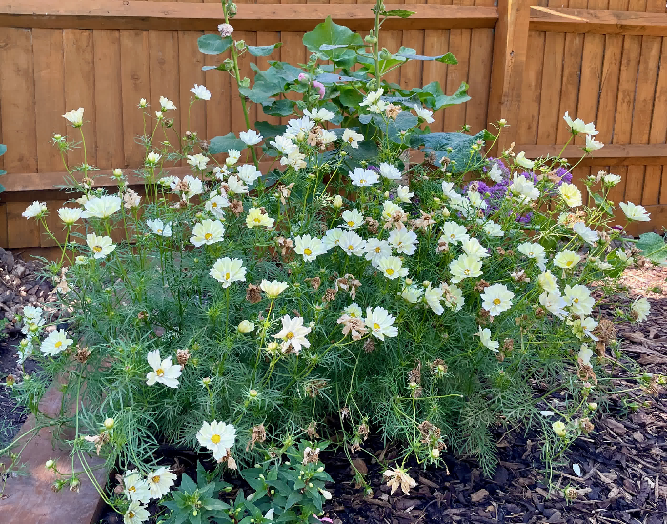 Cosmos plant with pale yellow flowers