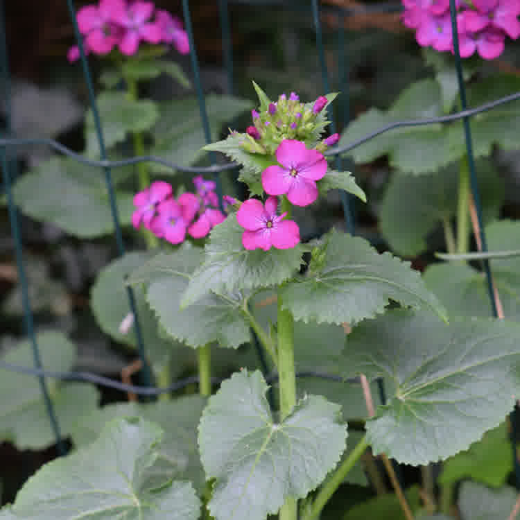 Pink flowered annual honesty plant in bloom.