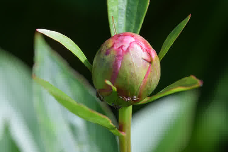 Multiple ants crawling over an unopened peony bud.