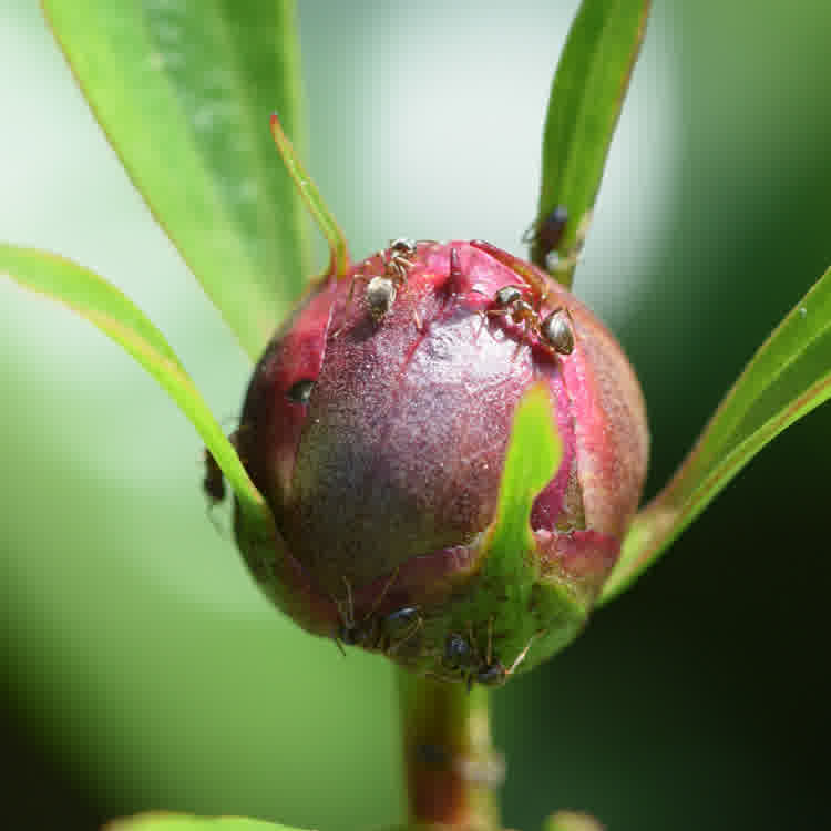 Ants on an unopened peony bud in search of nectar.