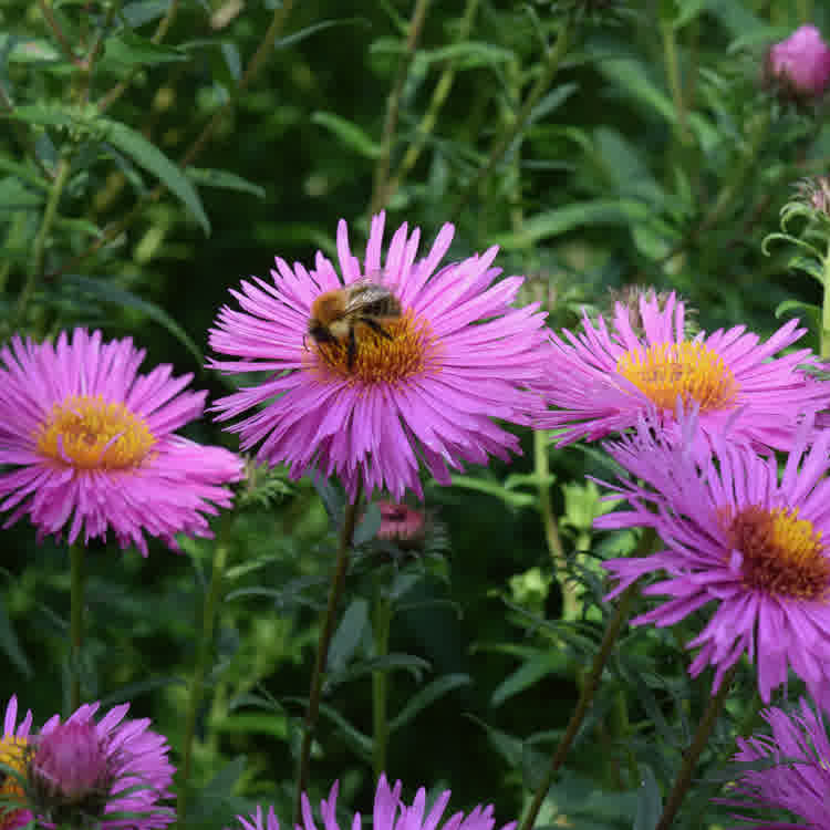 Pink Aster flowers with bee