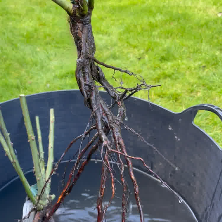 Bare root rose pulled from bucket of water.