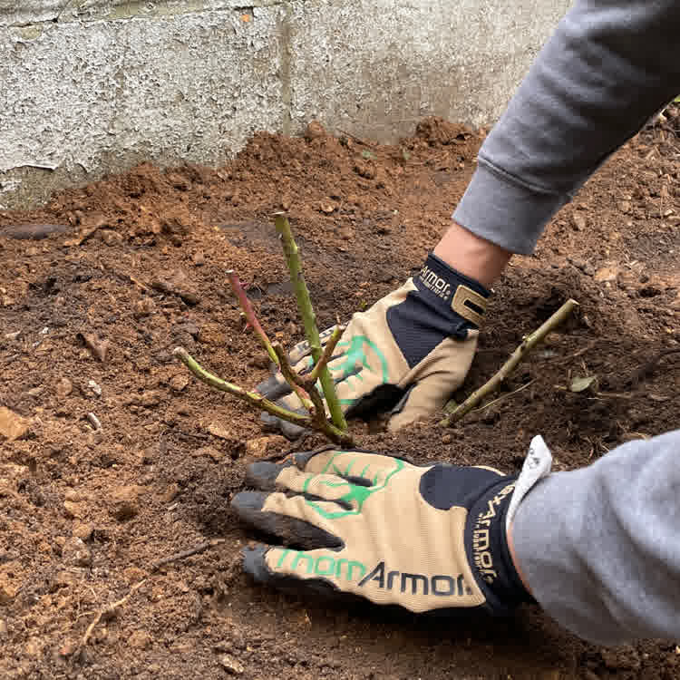 Planting a bare root rose