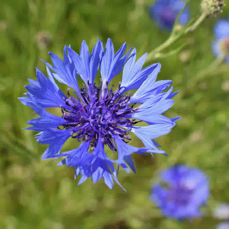 Blue cornflower in bloom with delicate petals and a green stem