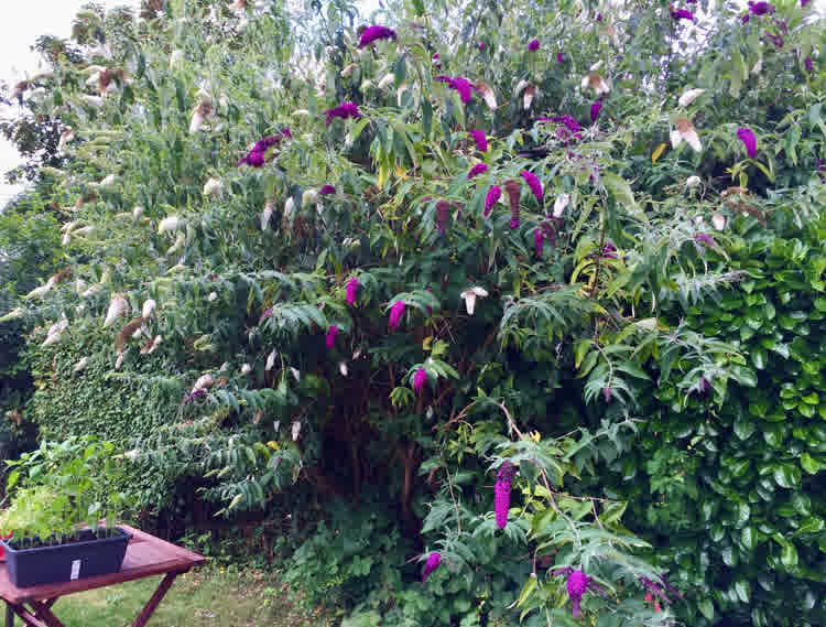 Purple and white buddleia shrubs