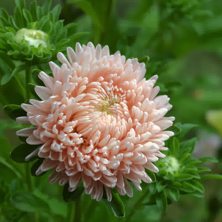 A peach-coloured double-flowered china aster.