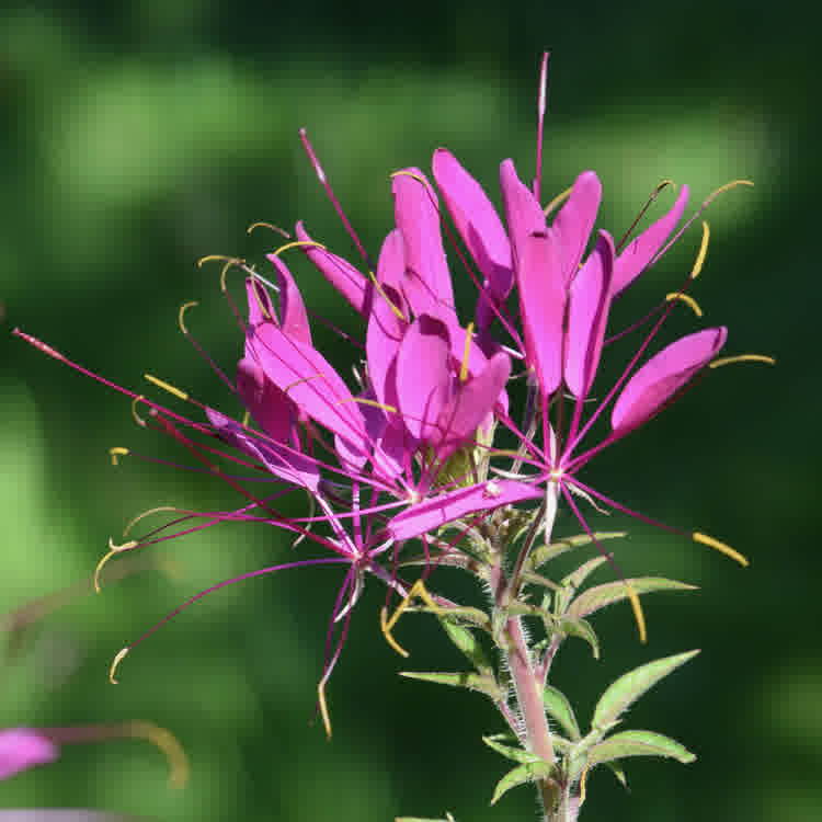 Cleome